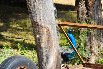 Mr. Pickles - Peacock