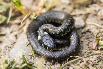 Black snake