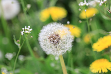 spring dandelion blossom meadow