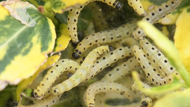 CHENILLE DU BUIS - cydalima perspectalis