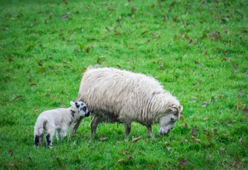 Mother and baby sheep grazing in the irish countryside
