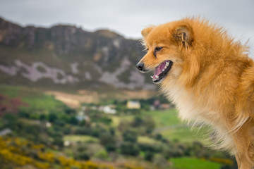 Plakat Cute brown dog and rural landscape