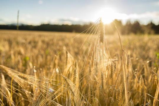 Golden ear of wheat in an agricultural field