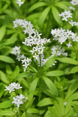 Waldmeister - Blüten mit Blättern. Galium odoratum.