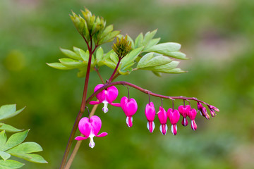 Bleeding Heart Flower in the Garden