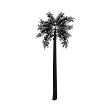 palm tree nature decoration botanical vector illustration