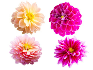 Fototapeta premium flower isolated on white background