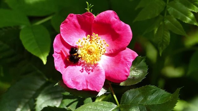 Hummel best&auml;ubt Rosenbl&uuml;te