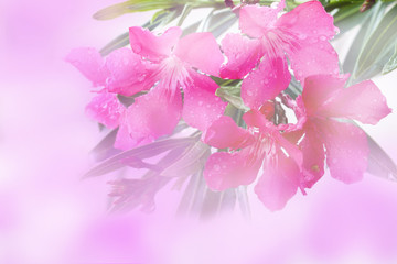 colorful of flower background with color effect