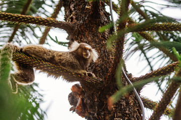 Fototapeta premium Pazurczatka zwyczajna leżąca na gałęzi drzewa