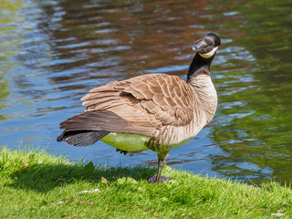 Canada goose near the lake, looking in the camera
