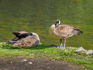 Pair of Canada goose near the lake