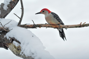 Woodpecker