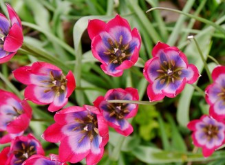 Obraz premium Tulpen von oben