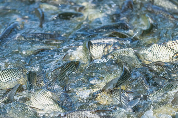 Close up Fish in farm at feeding time with blur some fish and water