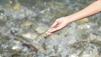 Close up,The fish was fed in farm with blur some fish and water