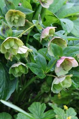 Christmas rose, helleborus