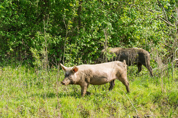 Feral pigs grazing on green lawn