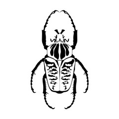 Goliath Scarab (Goliathus albosignathus) © Robert