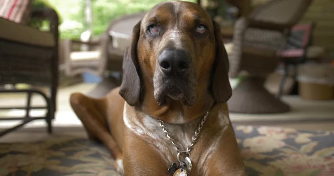 A lazy coonhound yawns while resting outside home on the back porch. Extreme shallow depth of field.	