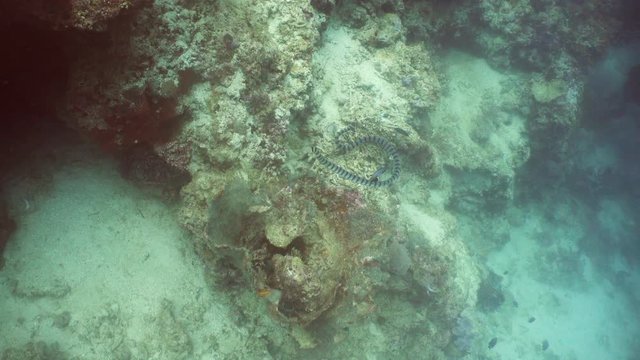 Sea snake on coral reef. Banded Sea Snake underwater.Wonderful and beautiful underwater world. Diving and snorkeling in the tropical sea. 4K video.