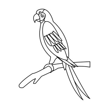 macaw parrot branch brazil bird wildlife outline vector illustration