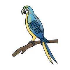 macaw amazon bird brazil wildlife image vector illustration © Jemastock