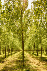 Naklejka premium Tree alley at spring