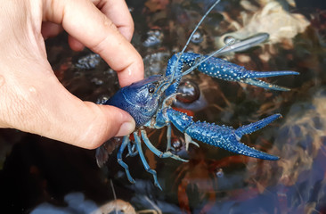Hand holding a crayfish / Crayfish farming concept