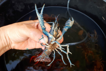 Hand holding a crayfish / Crayfish farming concept