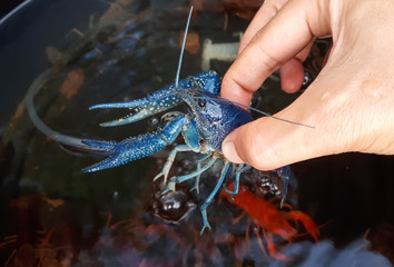 Hand holding a blue crayfish / Crayfish farming concept