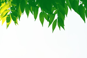 新緑の季節