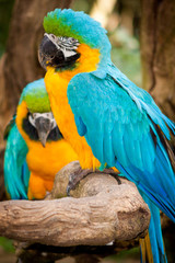 bird
