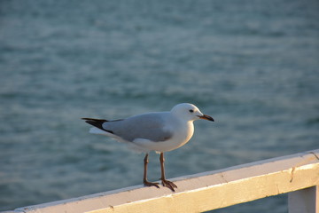 Seagull
