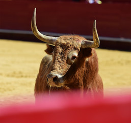bull