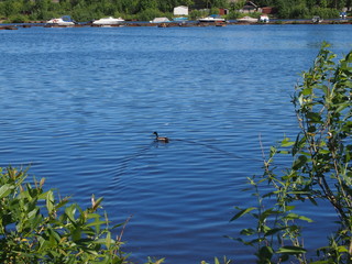 Duck swims in the river.