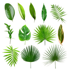Different tropical leaves on white background
