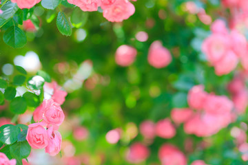 Fototapeta premium バラの花