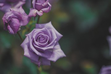 バラの花