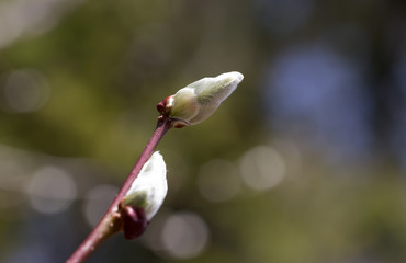 Willow branch with blossomed buds.