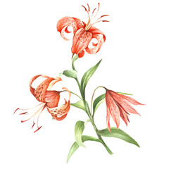Image Tiger lily flowers. Hand draw watercolor illustration - 155629388