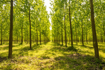 Tree alley at spring