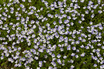 Obraz na płótnie Canvas Green grass with small blue flowers