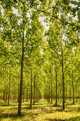 Naklejka premium Tree alley at spring