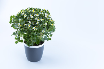 Tiny white and yellow flowers on a gray pot isolated in white background
