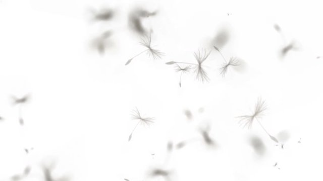 4k Flying dandelion catkins particle background.