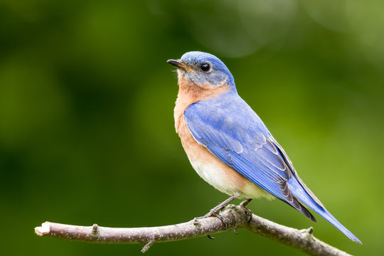 Fototapeta Eastern Bluebird (Sialia sialis) male perched on stump with green bokeh background