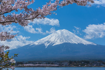 Fototapety  Góra Fuji i kwitnące wiśnie