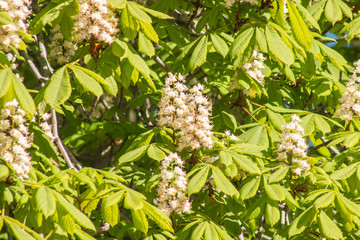 Chestnut tree flowers on a sunny day