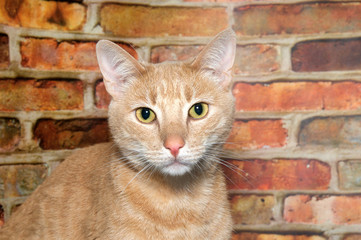 Portrait of an orange ginger tabby cat looking directly at viewer. Brick wall background.